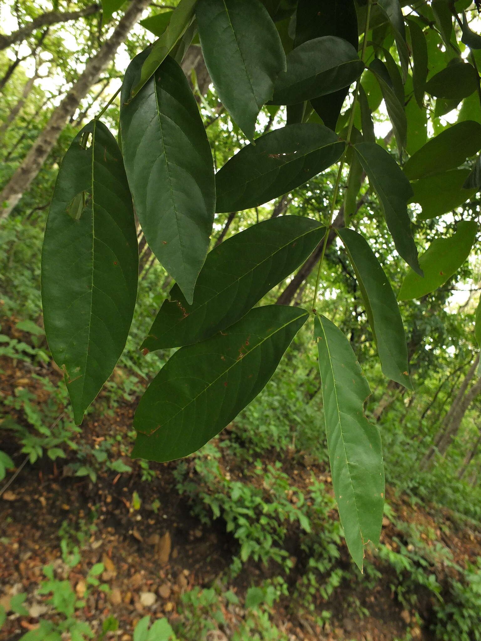 Plancia ëd Xylia xylocarpa (Roxb.) Taub.