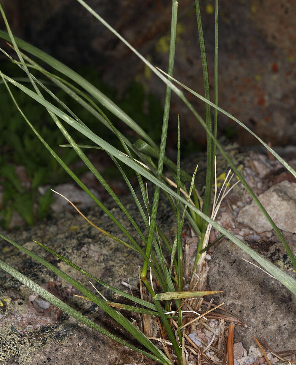 Image de Festuca kingii (S. Watson) Cassidy