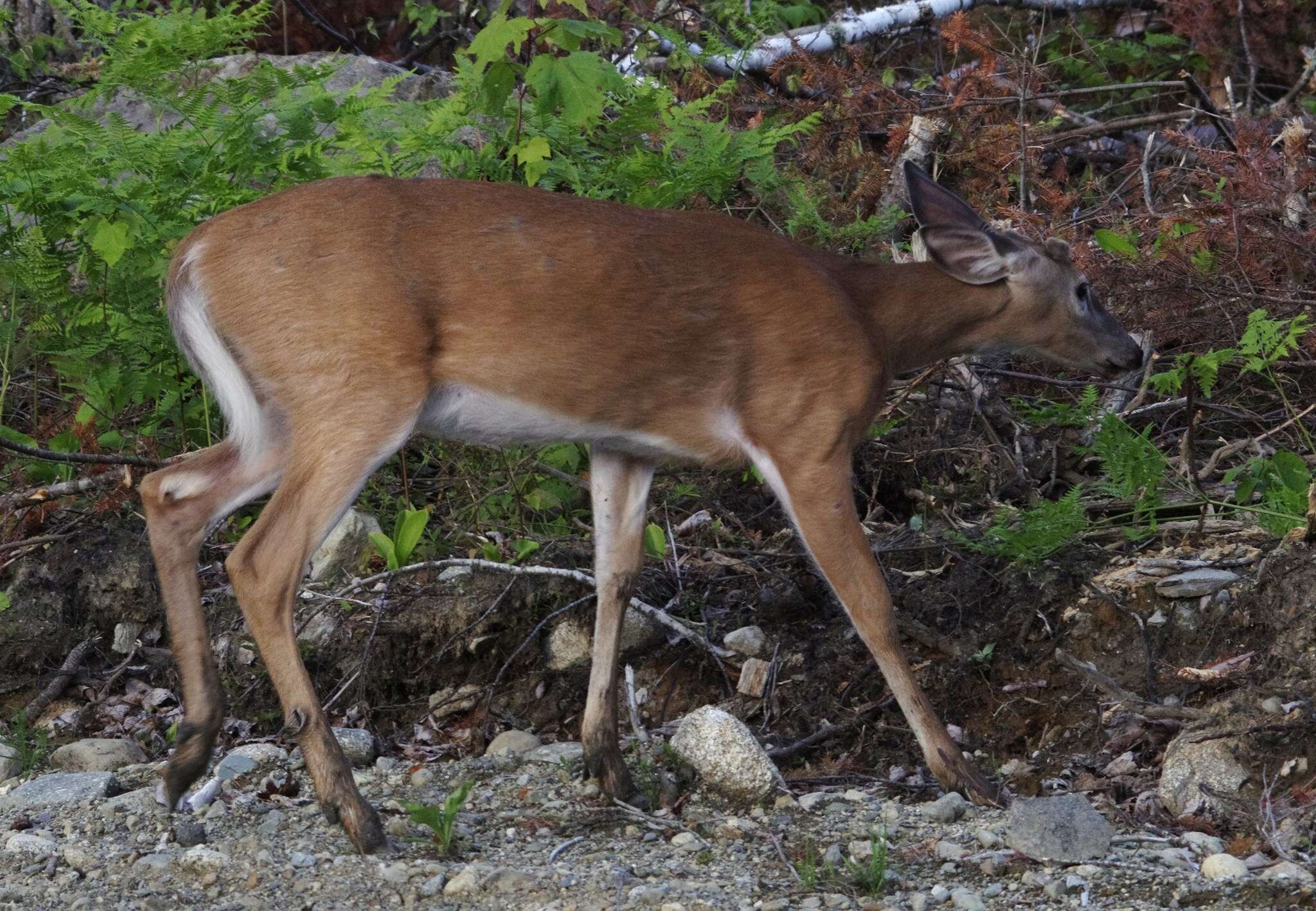 Image of Odocoileus virginianus borealis Miller 1900