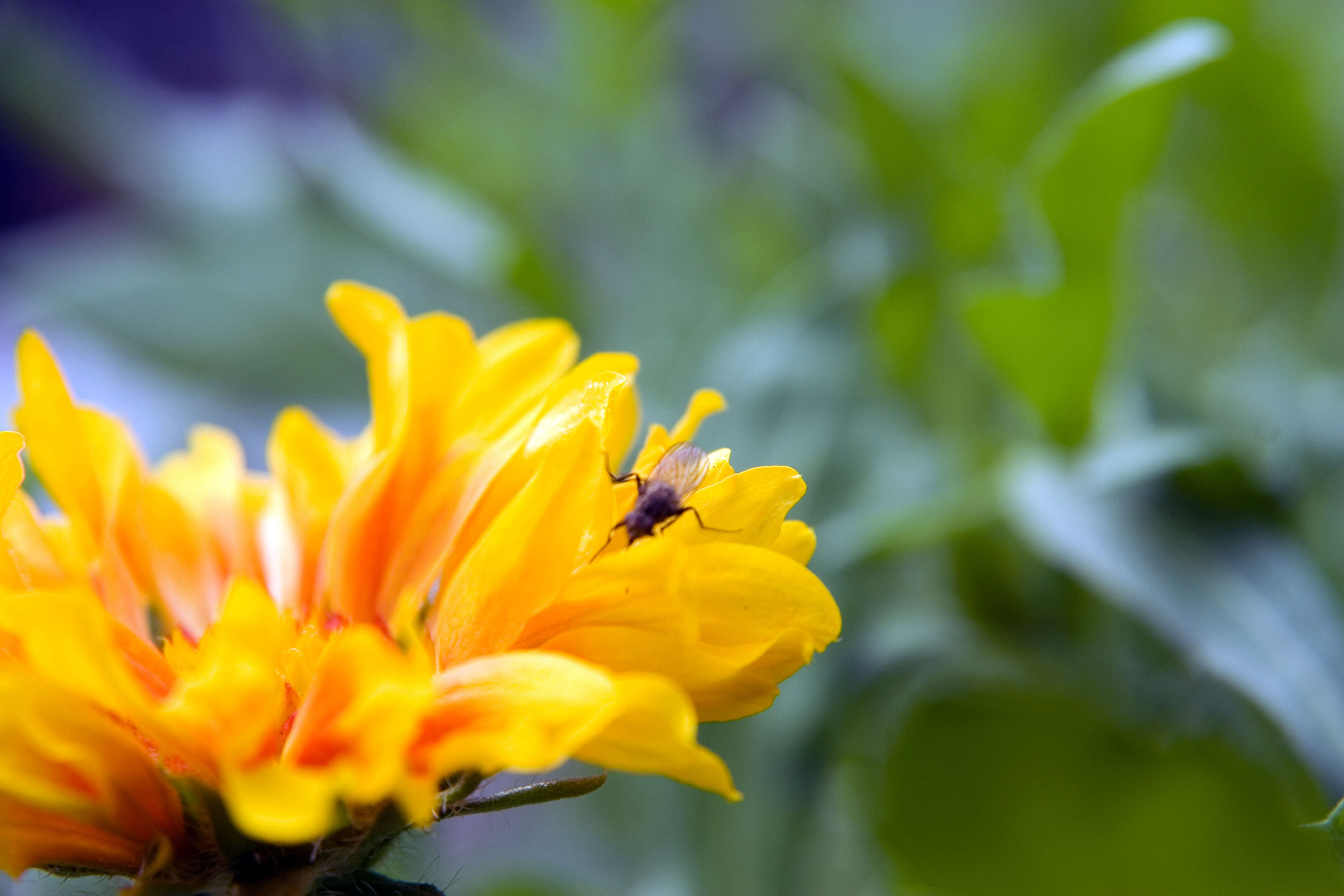 Image of Common perennial gaillardia