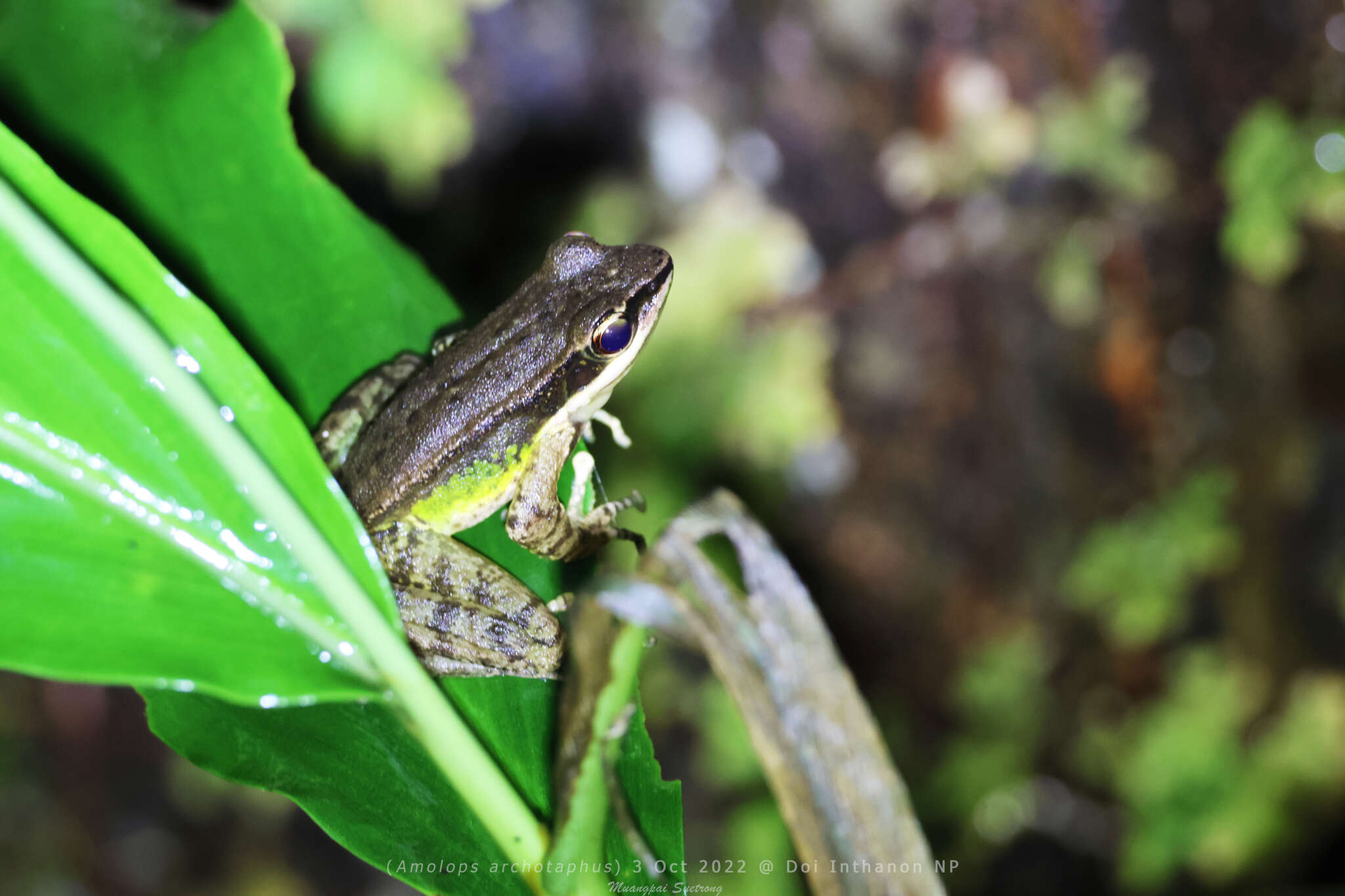 Image of Doi Inthanon Rock Frog