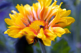 Image of Common perennial gaillardia