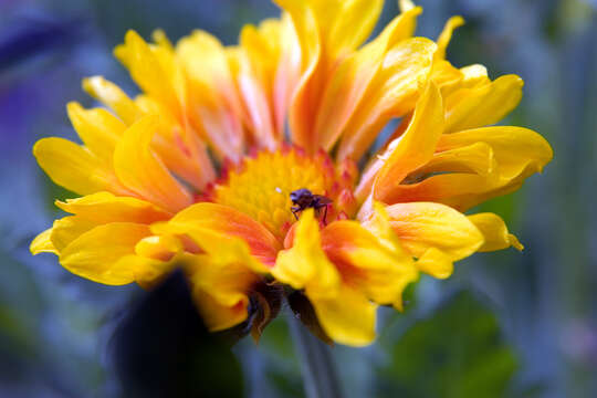 Image of Common perennial gaillardia