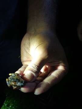Uperodon montanus (Jerdon 1853)的图像