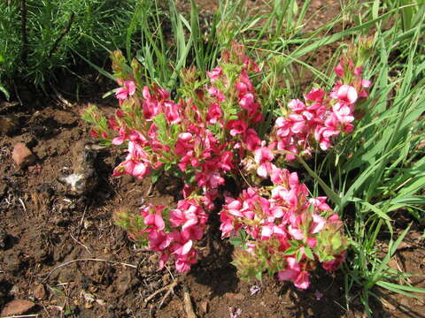 Imagem de Indigofera rubroglandulosa Germish.