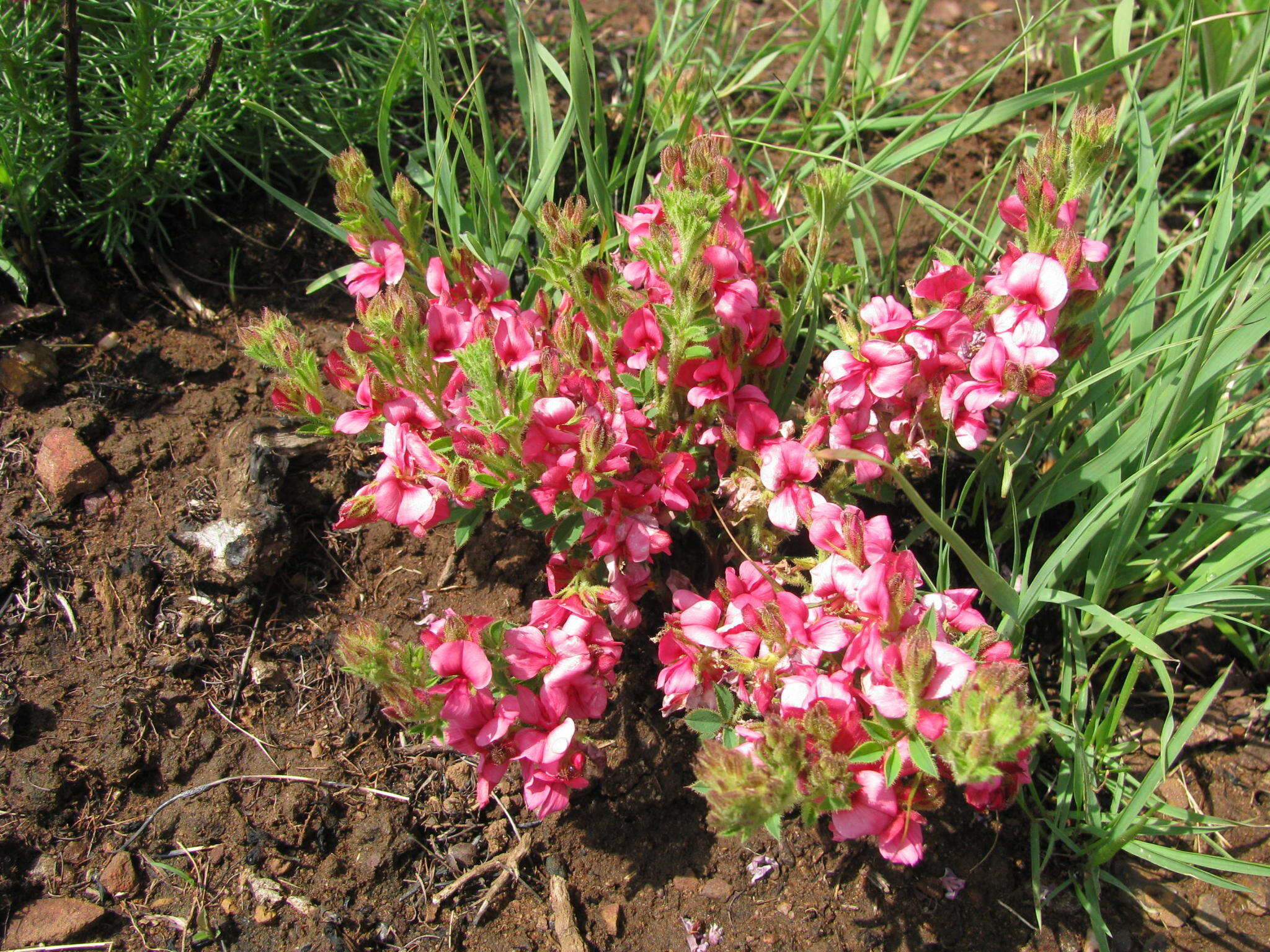 Image of Indigofera rubroglandulosa Germish.