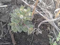 Image of greater rockjasmine