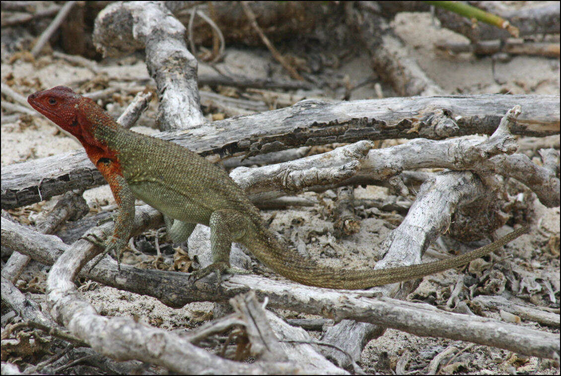 Imagem de Microlophus delanonis (Baur 1890)