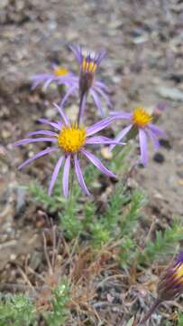 Imagem de Ionactis alpina (Nutt.) Greene