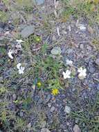 Plancia ëd Linaria nigricans Lange