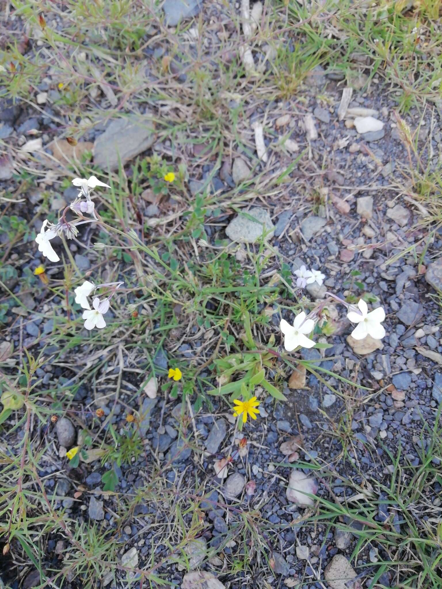 Plancia ëd Linaria nigricans Lange