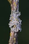 Image of rosette lichen