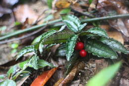 Image of Ardisia violacea (T. Suzuki) W. Z. Fang & K. Yao