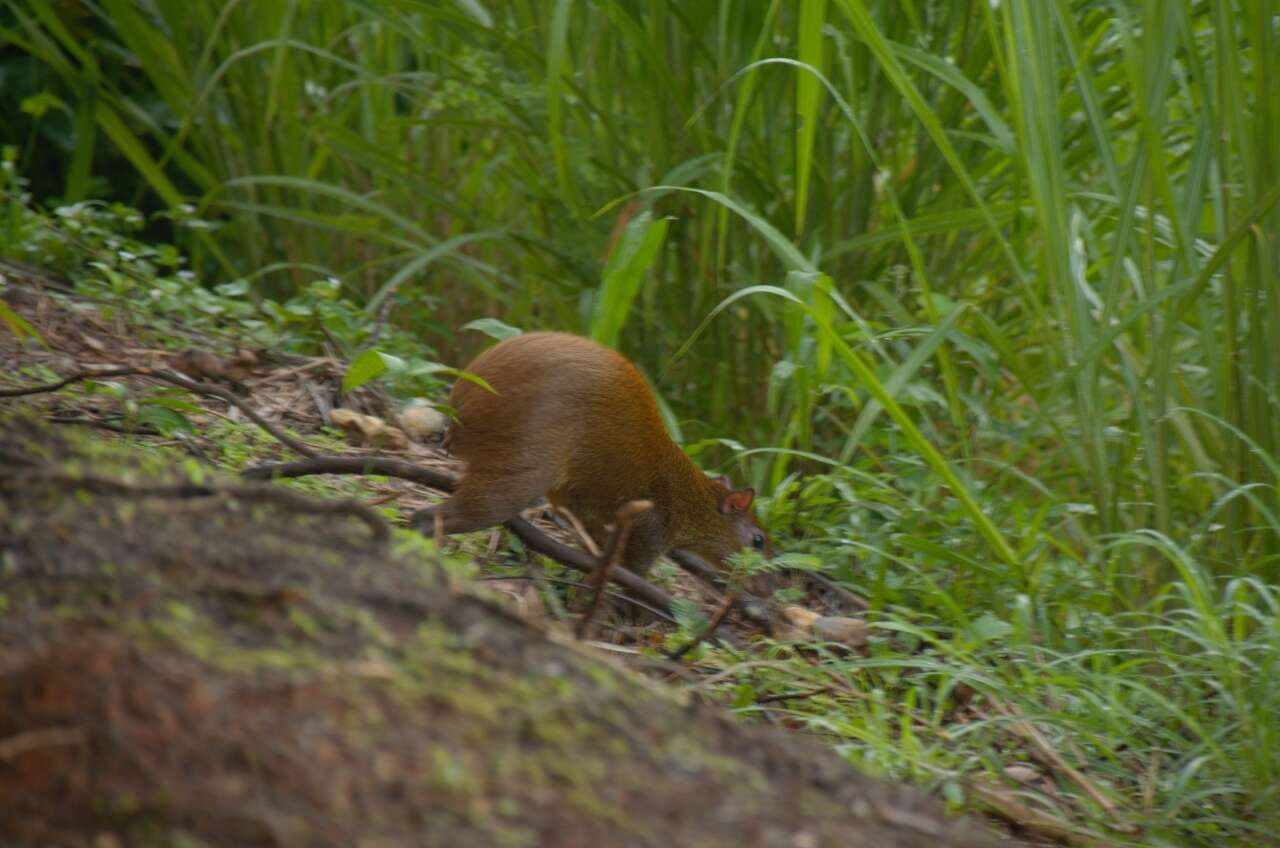 Image of Central American Agouti