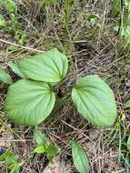 Image of Idaho trillium