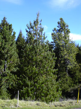 Image of Jelecote Pine