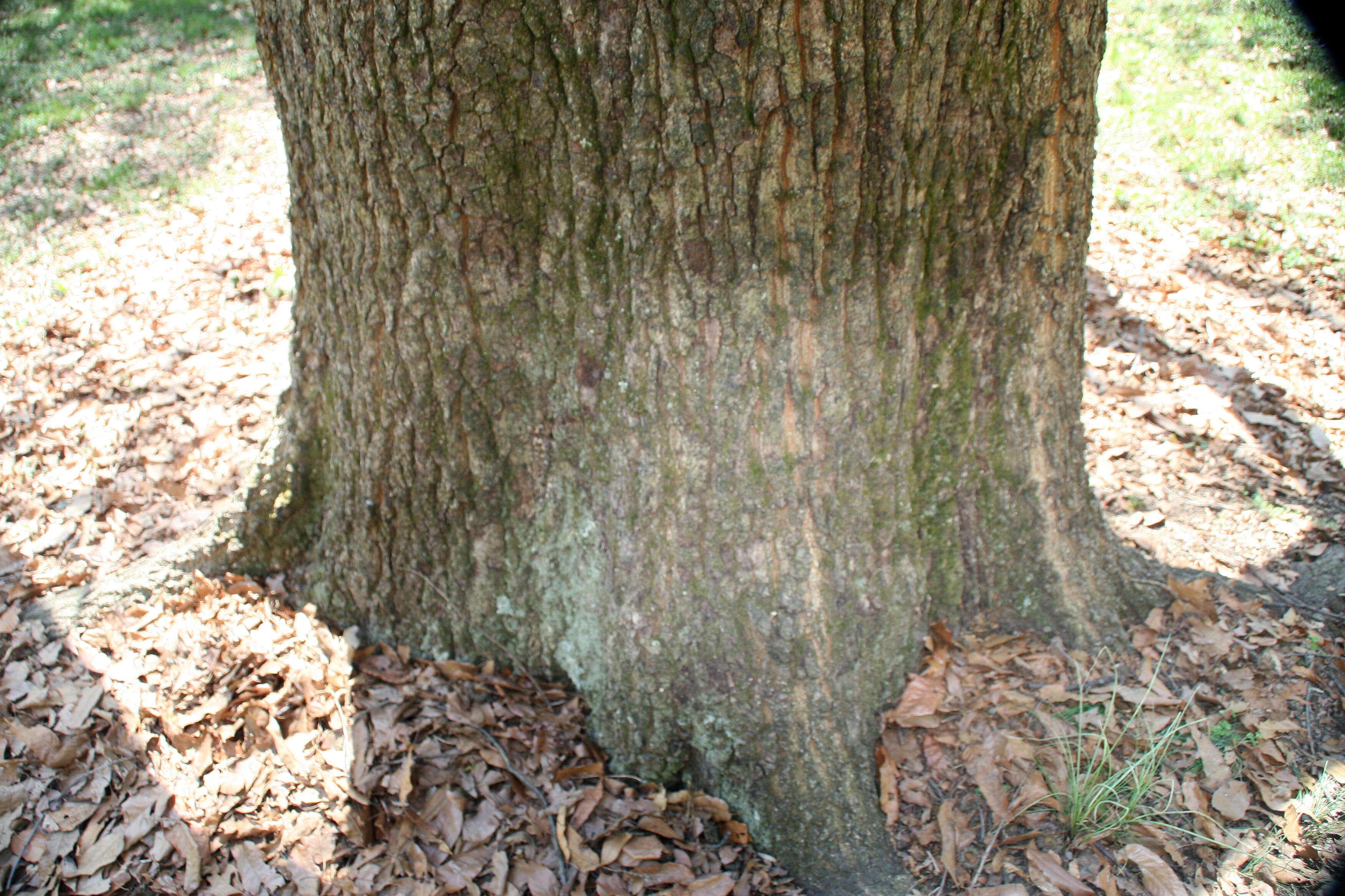 Image of Saw-tooth Oak