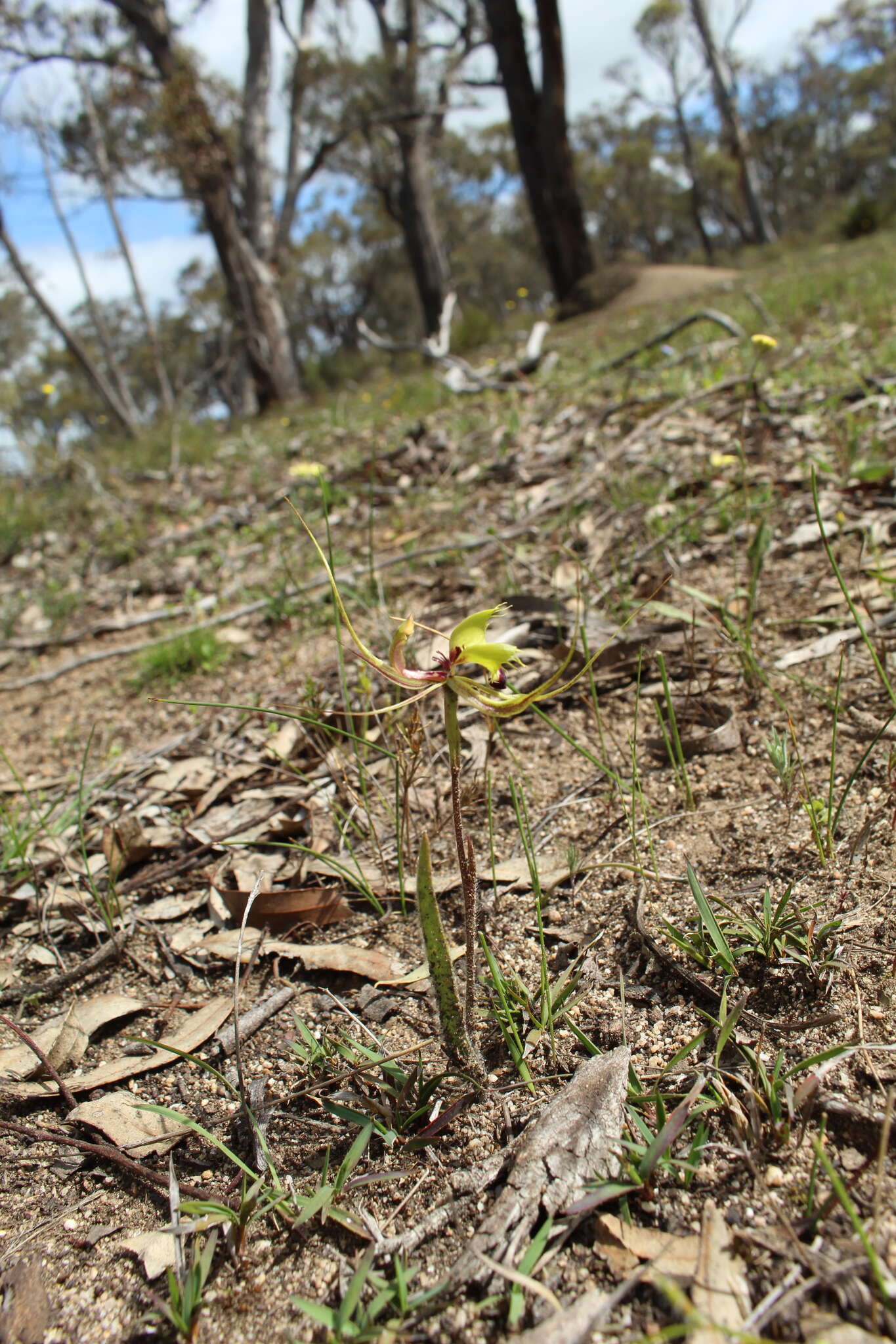 Image of Fringed mantis orchid