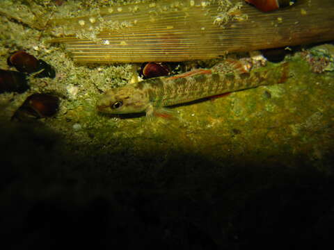 Plancia ëd Etheostoma grahami (Girard 1859)