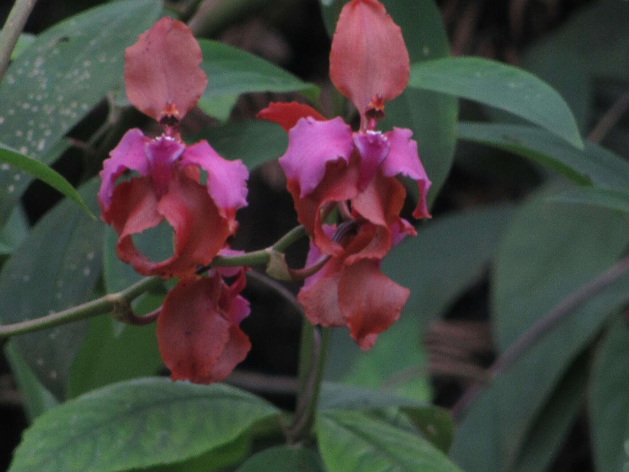 Image of Cyrtochilum orgyale (Rchb. fil. & Warsz.) Kraenzl.