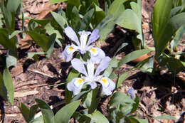 Image of crested iris