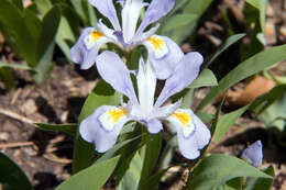 Image of crested iris