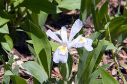 Image of crested iris