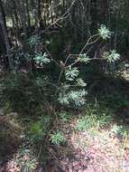 Imagem de Banksia spinulosa var. collina (R. Br.) A. S. George