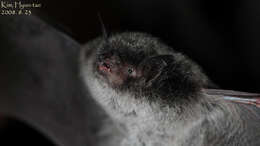 Image of Eastern water bat