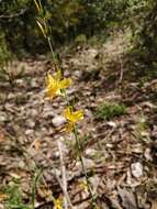 Image of Echeandia taxacana Cruden