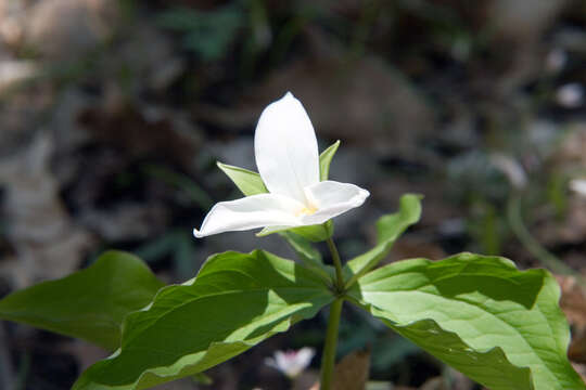 Image of White trillium