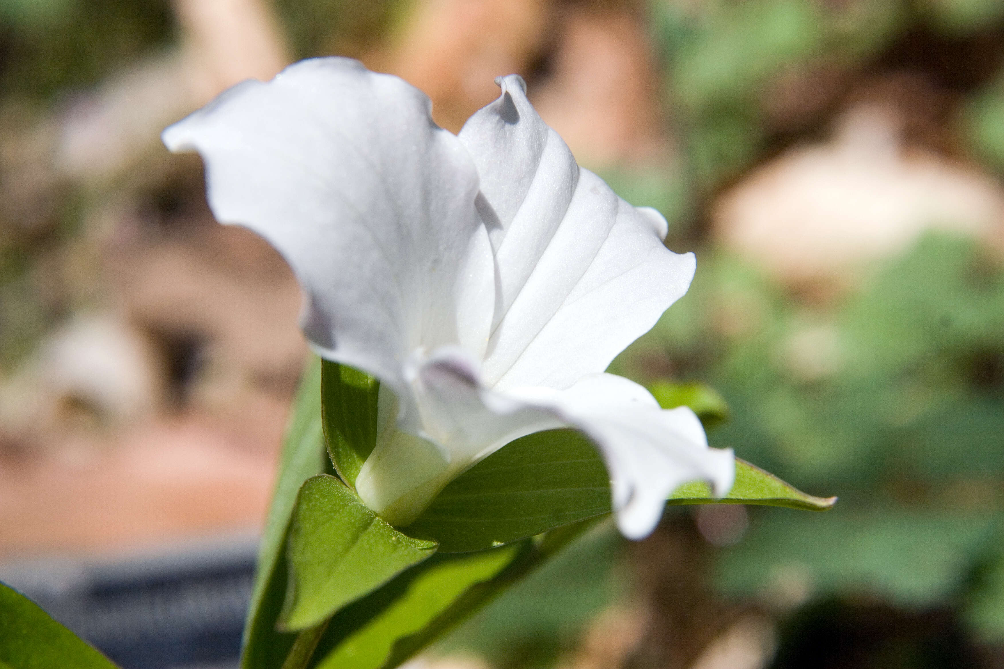 Image of White trillium