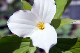 Imagem de Trillium grandiflorum (Michx.) Salisb.