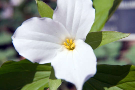 Image of White trillium