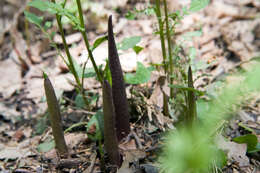 Слика од Arisaema triphyllum (L.) Schott