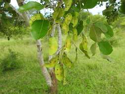 صورة Pterocarpus rotundifolius (Sond.) Druce