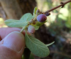 Imagem de Lonicera caerulea var. cauriana (Fern.) Boivin