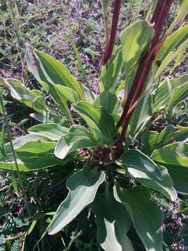 Image of groovestem Indian plantain