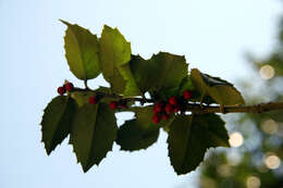 Image of Ilex latifolia C. P. Thunb. ex A. Murray