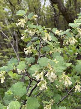 Image of Mescalero currant