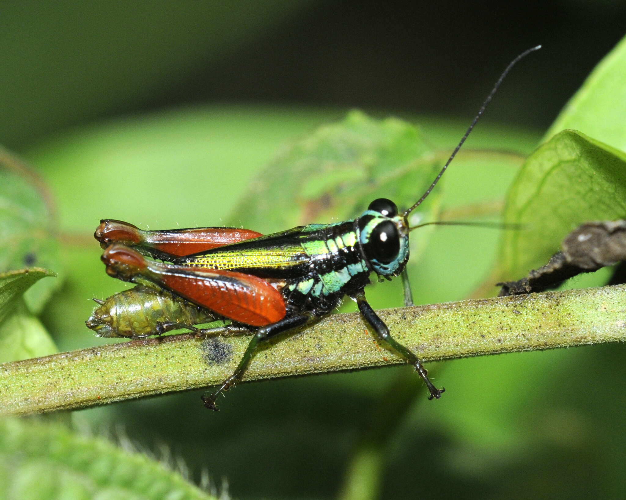 Image of Taeniophora nitida Descamps & Amédégnato 1971