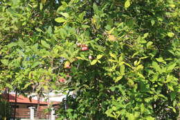 Image of watery roseapple