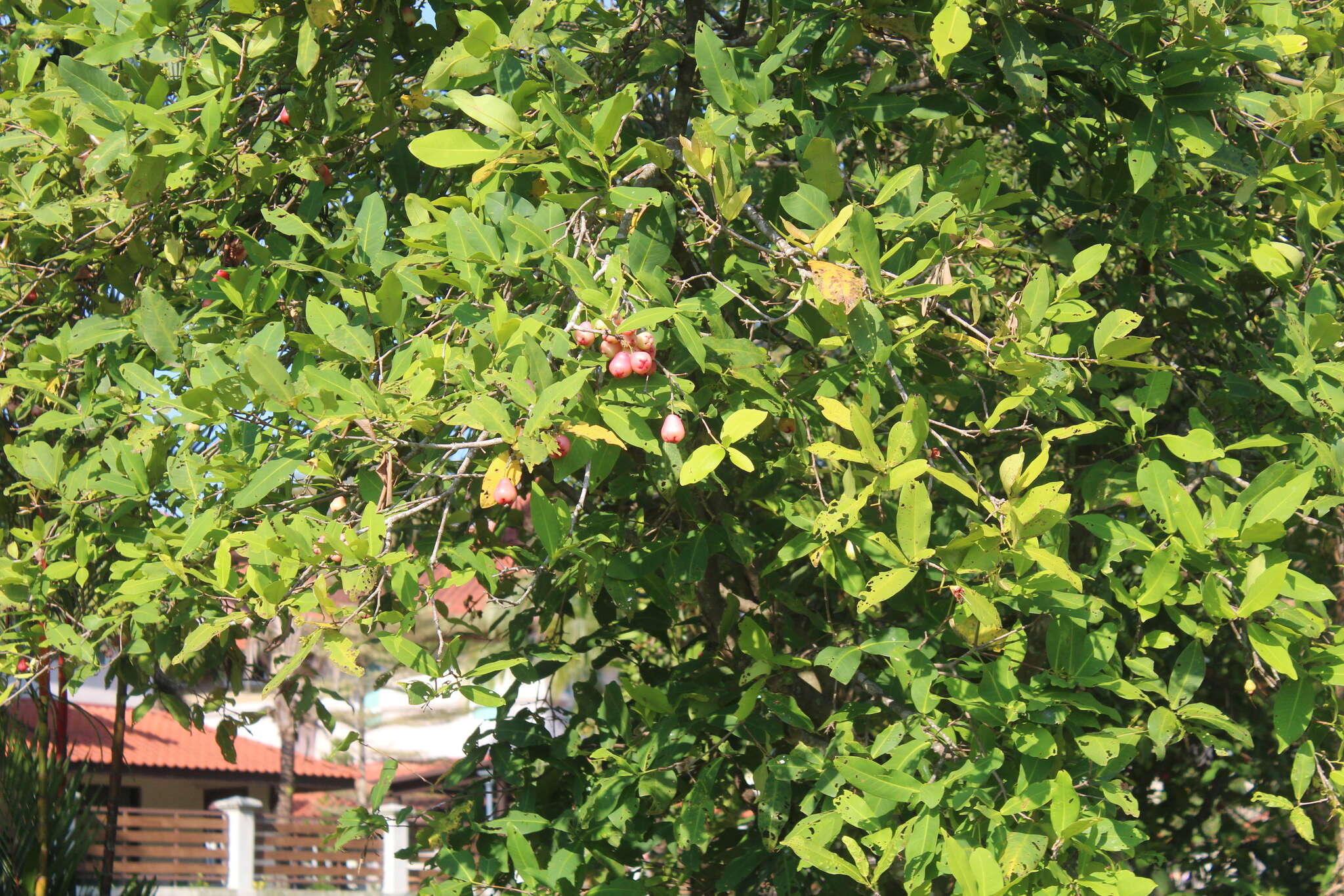 Image de Syzygium aqueum (Burm. fil.) Alst.