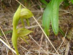 Image of Waireia stenopetala (Hook. fil.) D. L. Jones, M. A. Clem. & Molloy