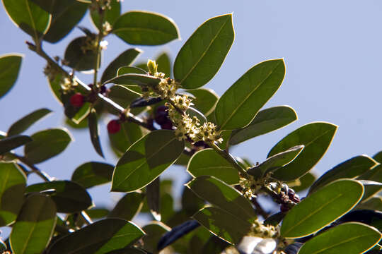 Imagem de Ilex cornuta Lindl. & Paxton