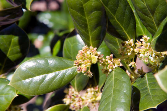 Imagem de Ilex cornuta Lindl. & Paxton