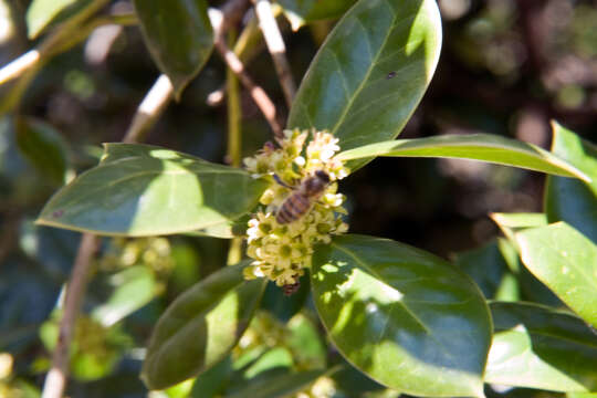 Image of Chinese holly