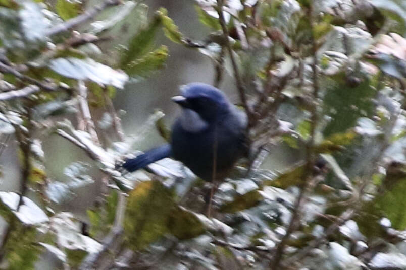 Image of Dwarf Jay