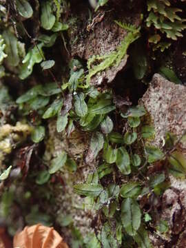 Hymenophyllum armstrongii (Bak.) Kuhn resmi