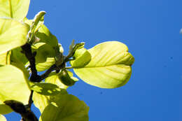 Image of Lily Tree